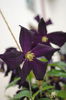 clematis Romantika
