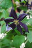 clematis Romantika