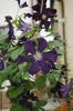 clematis Romantika