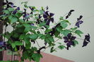 clematis Romantika