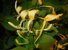 Lonicera japonica (2014, June 09)