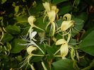 Lonicera japonica (2014, June 09)