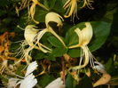 Lonicera japonica (2014, June 09)