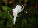 Lonicera japonica (2014, June 09)