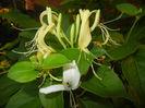 Lonicera japonica (2014, June 09)