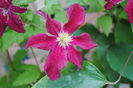 clematis Vitiwester