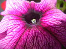 Purple Petunia (2014, June 08)