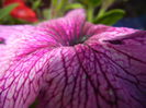 Purple Petunia (2014, June 08)