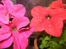 Pink & Red Petunias (2014, June 08)
