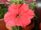 Red Petunia (2014, June 08)