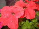 Red Petunias (2014, June 08)
