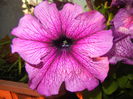 Purple Petunia (2014, June 09)