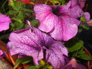 Purple Petunias (2014, June 09)
