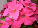 Pink Petunias (2014, June 09)