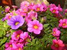 Calibrachoa Blue & Pink (2014, June 09)