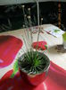 syngonanthus  mikado