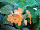 crossandra incepe sa infloreasca