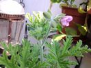 indrusain /inceput de flori