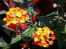 lantana portocalie