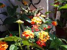 lantana portocalie