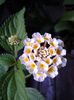 lantana roz