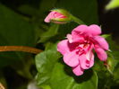 DSCN8033