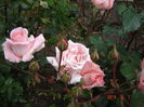 DSC04730
