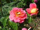 DSC04767
