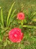 tmp_DSC_0009-646290747