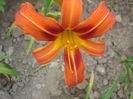 hemerocallis
