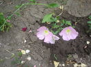 oenothera