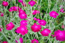 gata am aflat, Lychnis coronaria