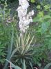 yucca variegata