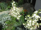 Yucca filamentosa