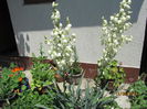 Yucca