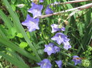 Campanula