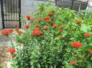 Lychnis Calcedonica