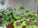 Oxalis