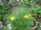 Coreopsis Zagreb