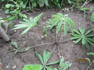 Lupin