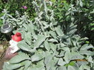 Stachys Bizantina