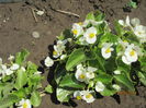 Begonia