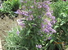 Hesperis matronalis