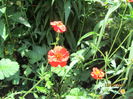 Inca Geum Coccineum Chiloense