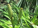 Kniphofia