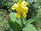 Canna indica
