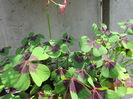 Oxalis