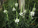Physostegia virginiana