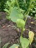 tomatillo