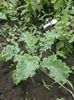 varza kale